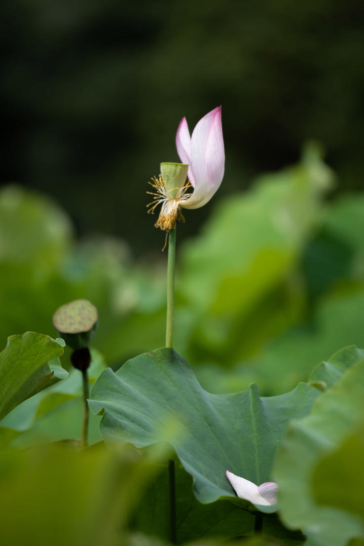 李子柒惊艳加盟河南春晚